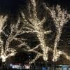 Миниатюра фото светодиодная ветвь 0,5м тепло-белая 24в, 52 led, провод черный пвх, ip54, комплект 3шт ltc ltc-13324 | 220svet.ru