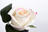 Миниатюра фото диффузор rose bud pink garda decor 96cn-rb42 | 220svet.ru